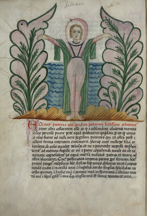 Codex_146_011v